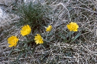 Ranunculus abnormis